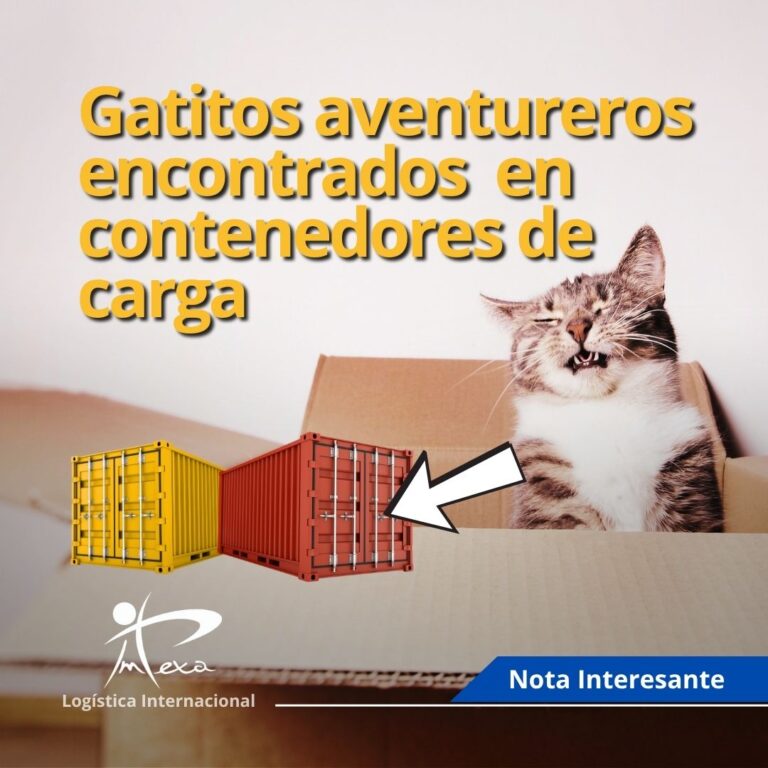 Gatitos aventureros encontrados contenedores de carga